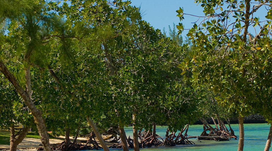 Le premium visa, le sésame pour séjourner longuement à l’Île Maurice