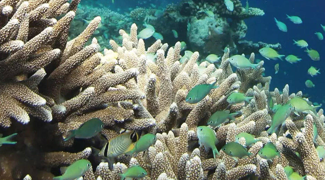 Transplantation de coraux à l’initiative de La Pirogue